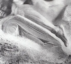 Detalle de capitel jnico